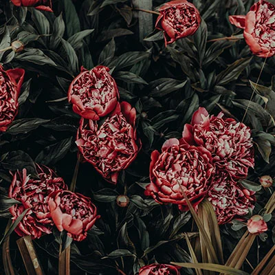 Clash代理工具突发故障全解析：从原因排查到高效修复指南