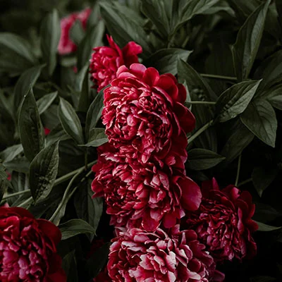 全面掌握Linux环境下V2Ray服务停止技巧：从基础操作到疑难解决