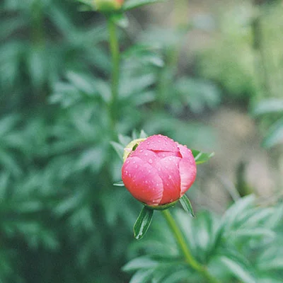网络代理工具Shadowrocket国区下架背后的深层解析与用户应对指南